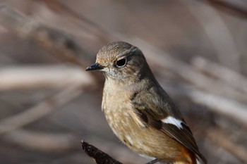 Daurian Redstart Asaba Biotope Sun, 2/18/2024