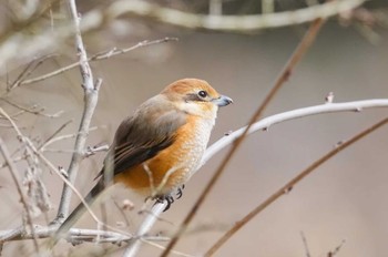 Bull-headed Shrike 大町自然観察園 Sat, 3/2/2024