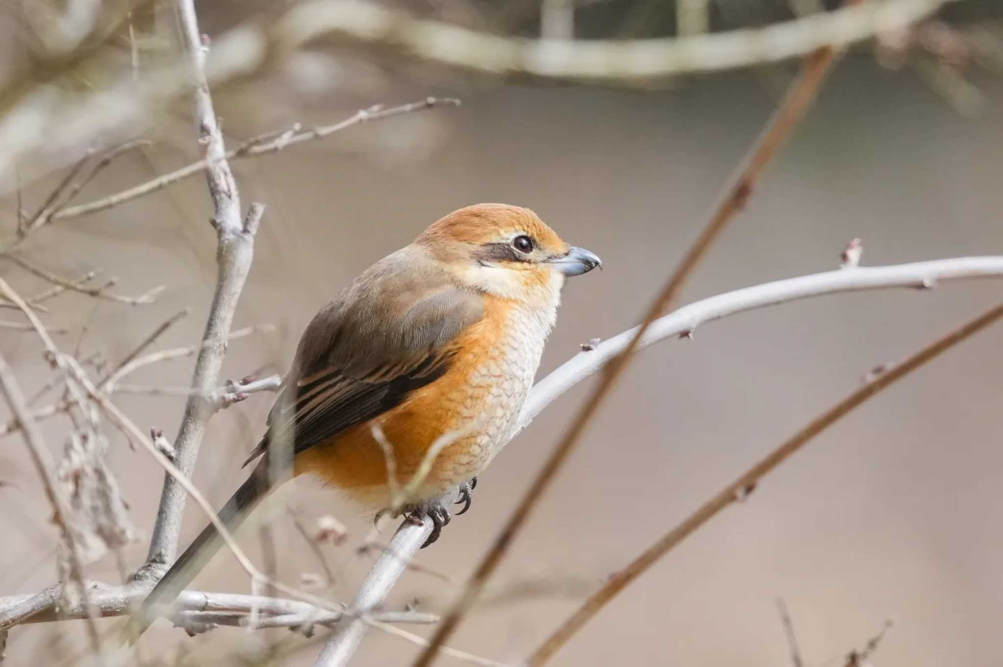 Bull-headed Shrike