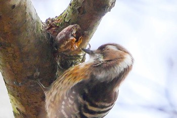 Japanese Pygmy Woodpecker 大町自然観察園 Sat, 3/2/2024