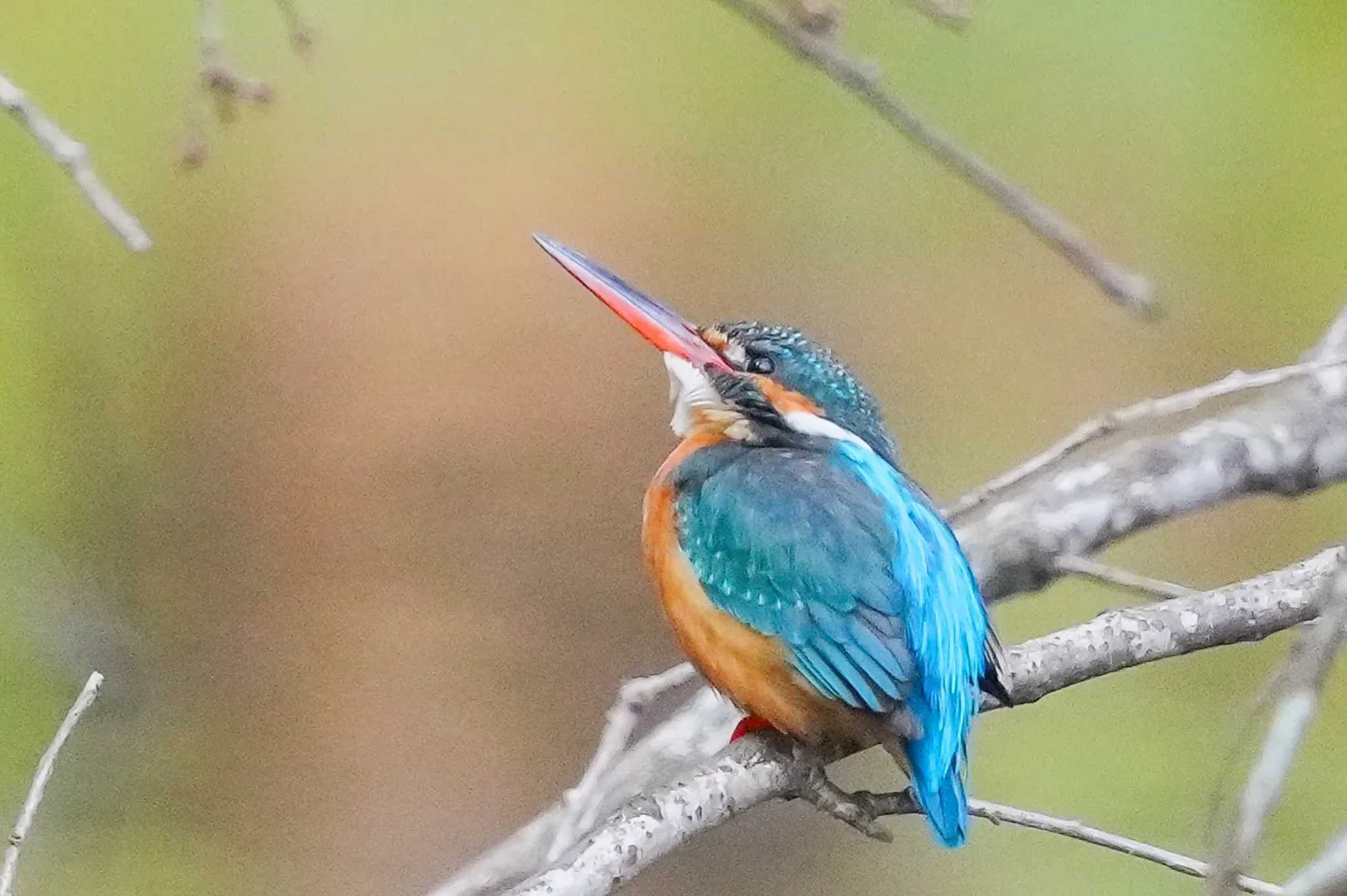 Common Kingfisher