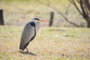 Grey Heron Mizumoto Park Sat, 2/24/2024