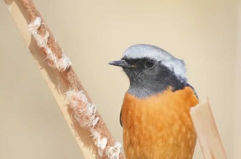 Daurian Redstart Mizumoto Park Sat, 2/24/2024