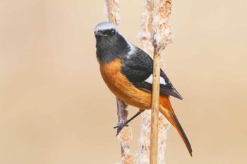 Daurian Redstart Mizumoto Park Sat, 2/24/2024