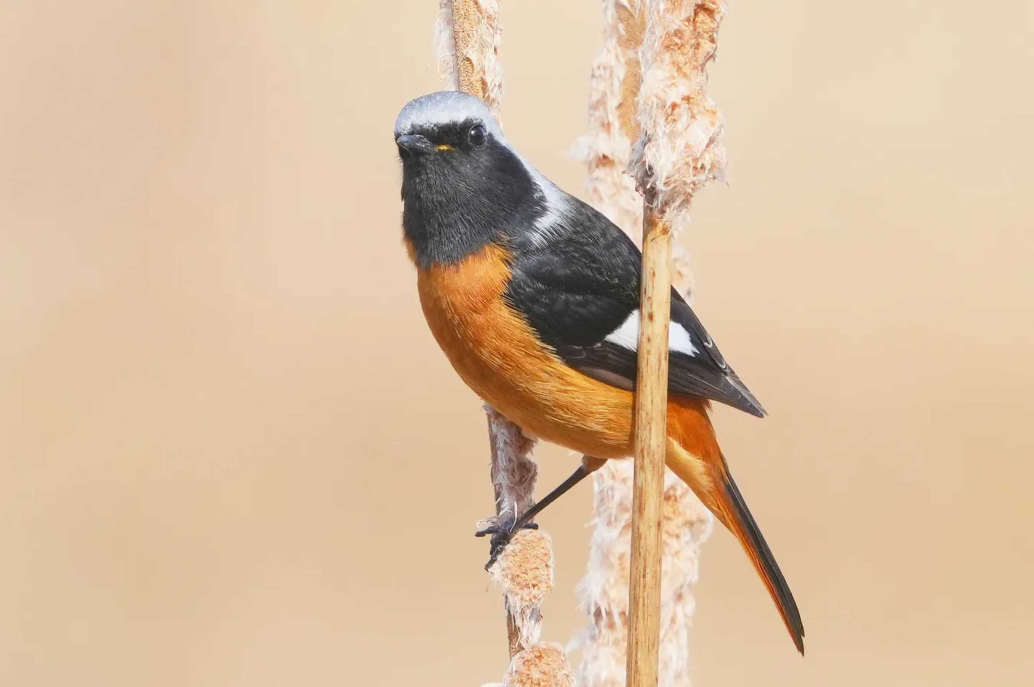 Daurian Redstart