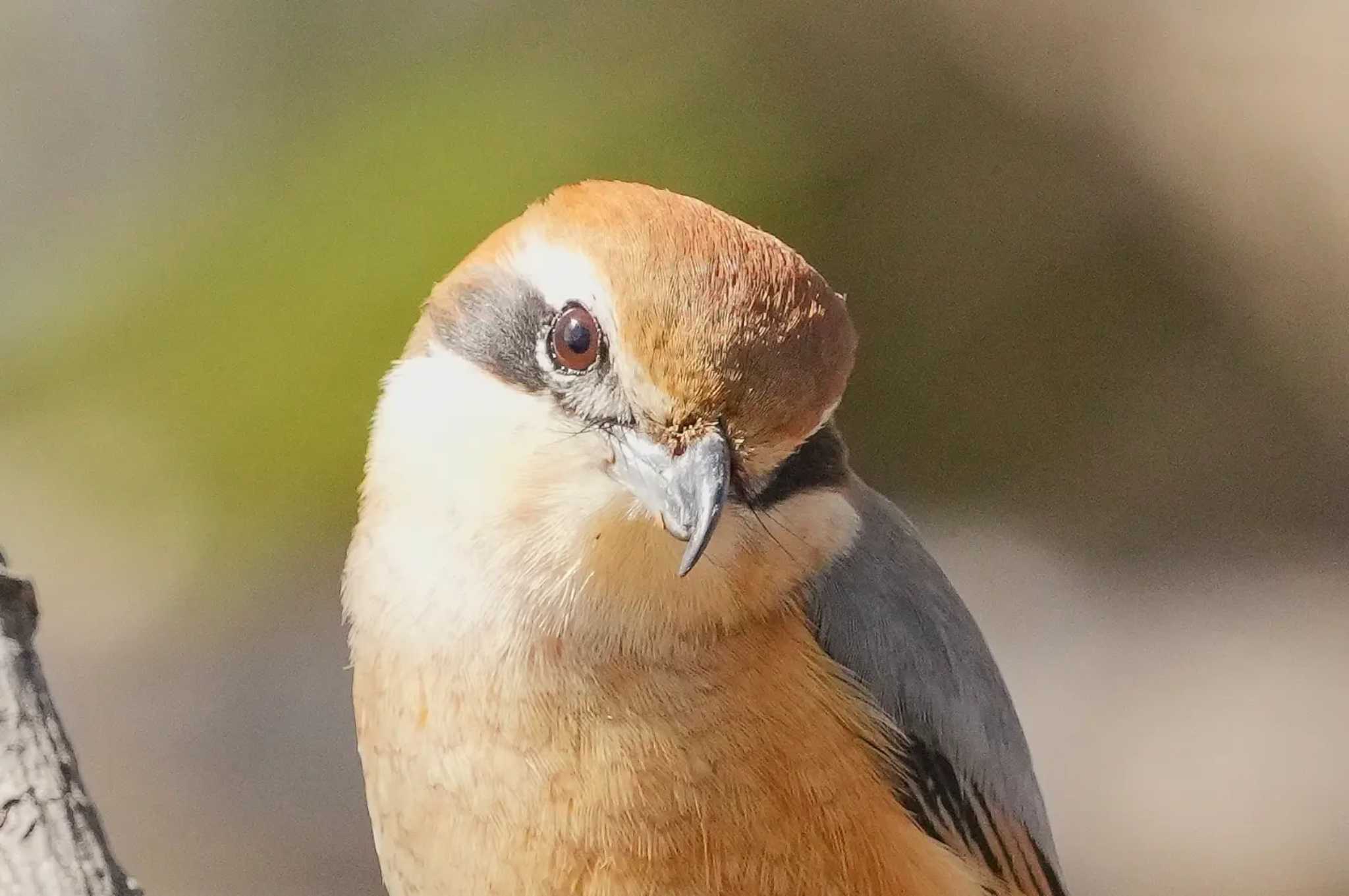 Photo of Bull-headed Shrike at Mizumoto Park by ぺたぽん