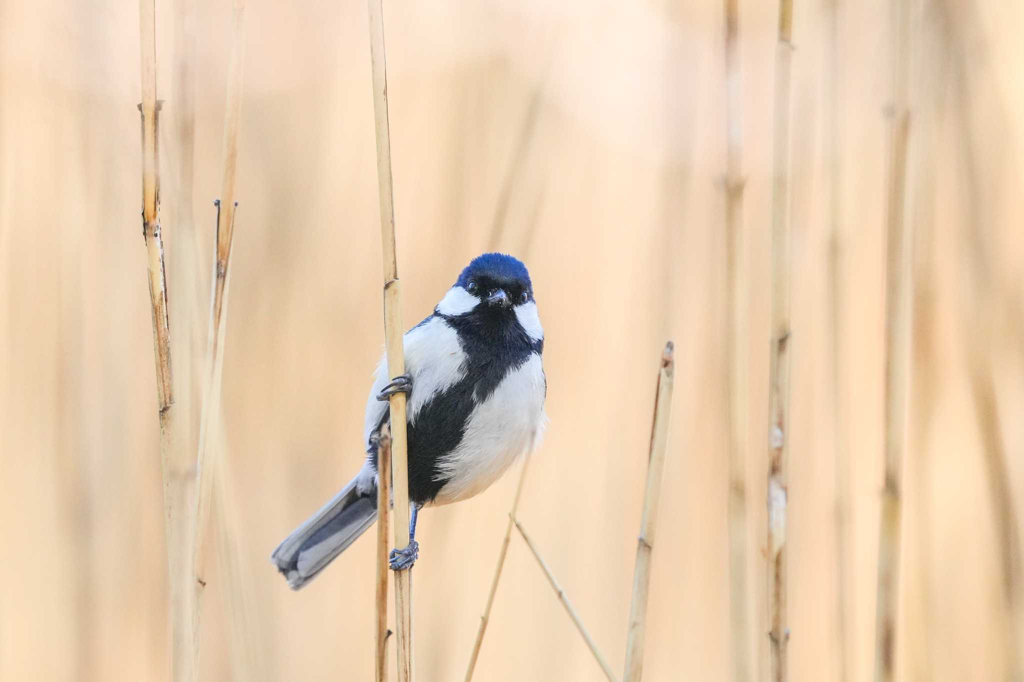 Photo of Japanese Tit at Mizumoto Park by ぺたぽん