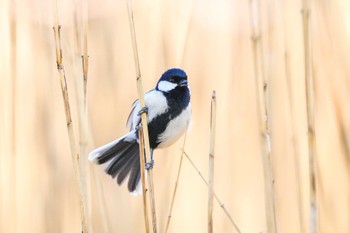 Japanese Tit Mizumoto Park Sat, 2/24/2024