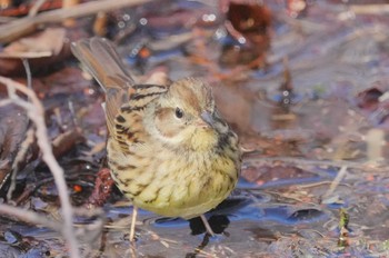 Masked Bunting Mizumoto Park Sat, 2/24/2024