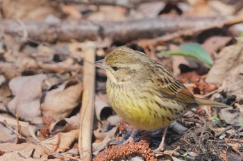 Masked Bunting Mizumoto Park Sat, 2/24/2024