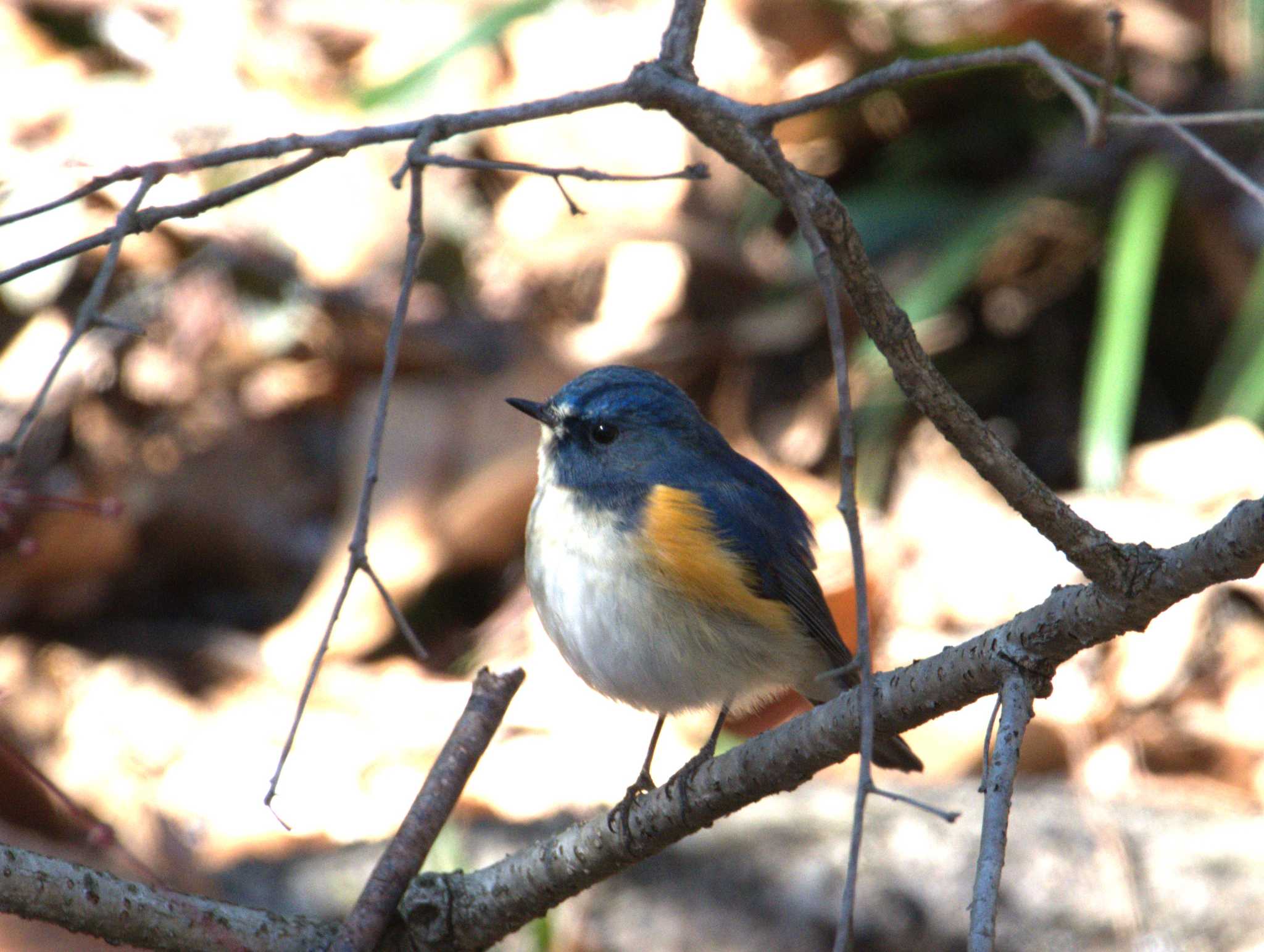 Red-flanked Bluetail