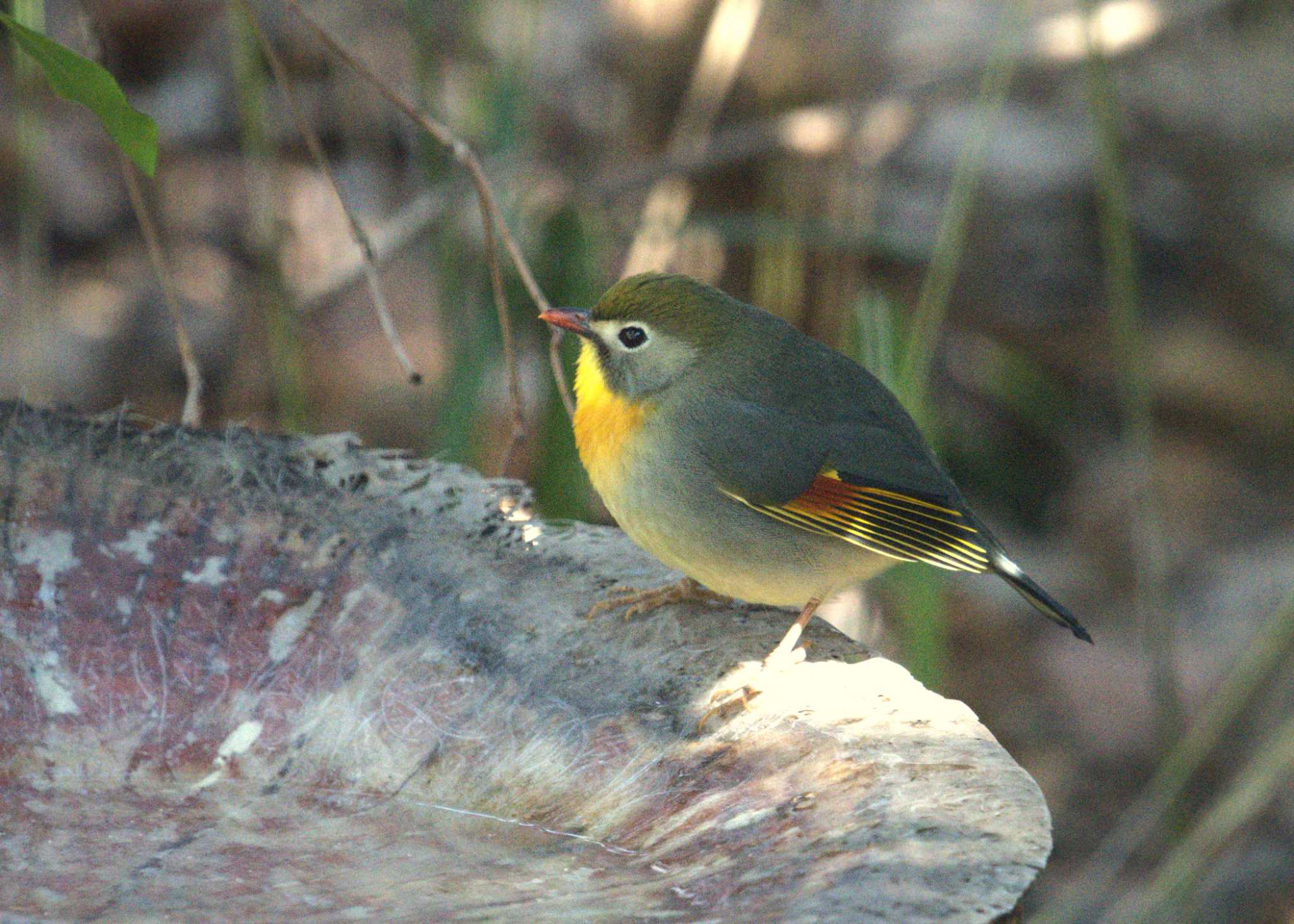 Red-billed Leiothrix