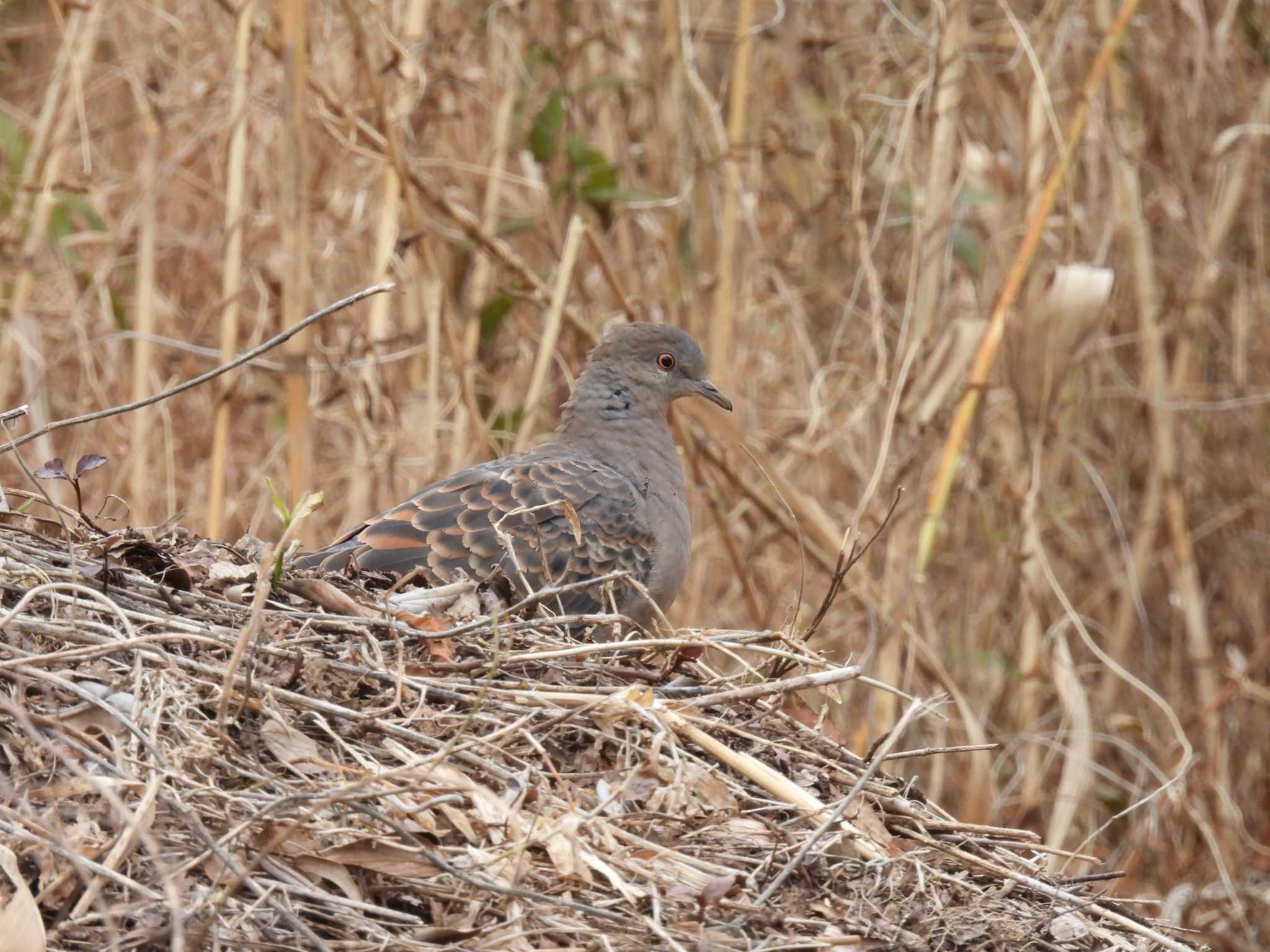 Oriental Turtle Dove