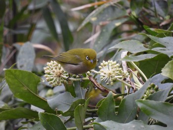 Warbling White-eye Maioka Park Tue, 1/2/2024