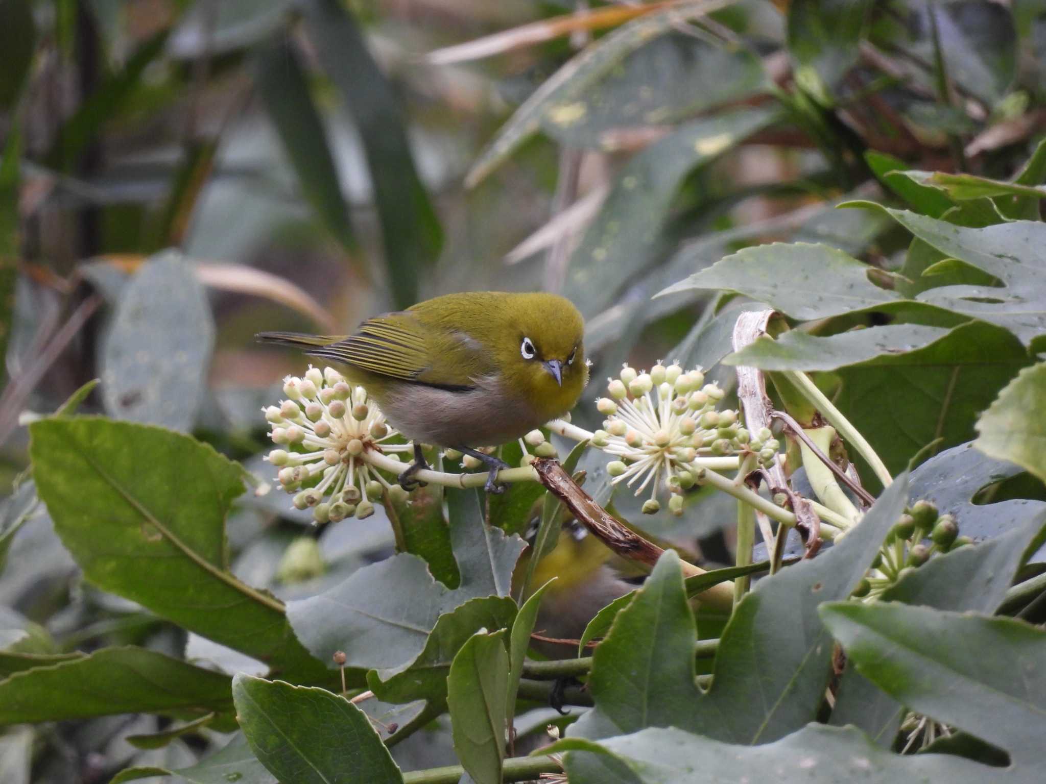 Warbling White-eye