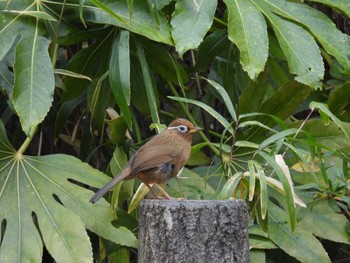 2024年1月2日(火) 舞岡公園の野鳥観察記録