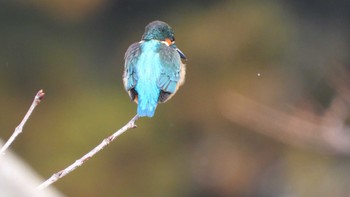 カワセミ おいらせ町いちょう公園(青森県おいらせ町) 2024年1月13日(土)