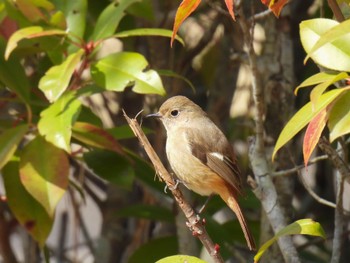 Daurian Redstart ぎふ清流里山公園 Sun, 3/3/2024