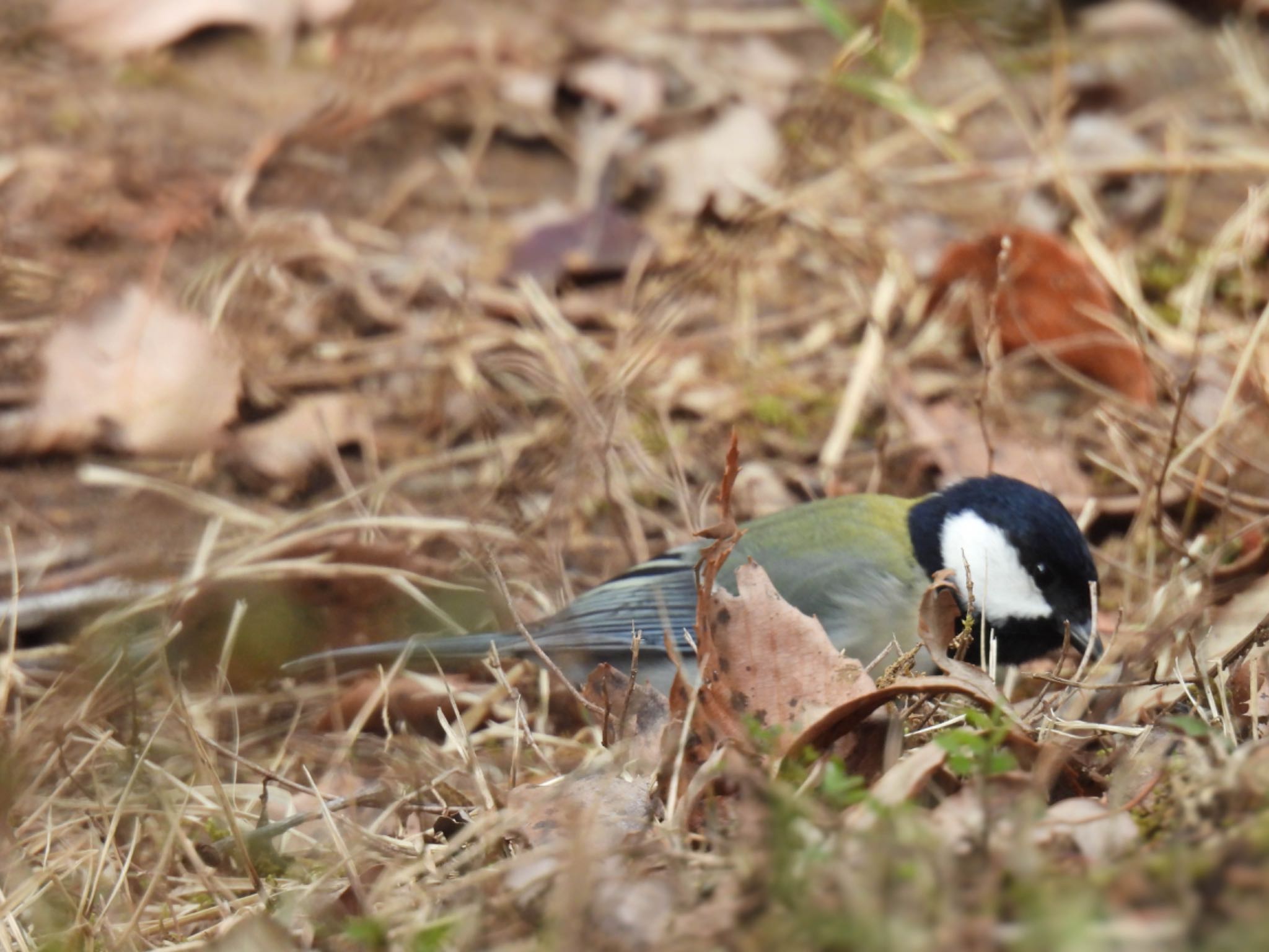 Photo of Japanese Tit at ぎふ清流里山公園 by じゃすみん 岐阜ラブ❤︎