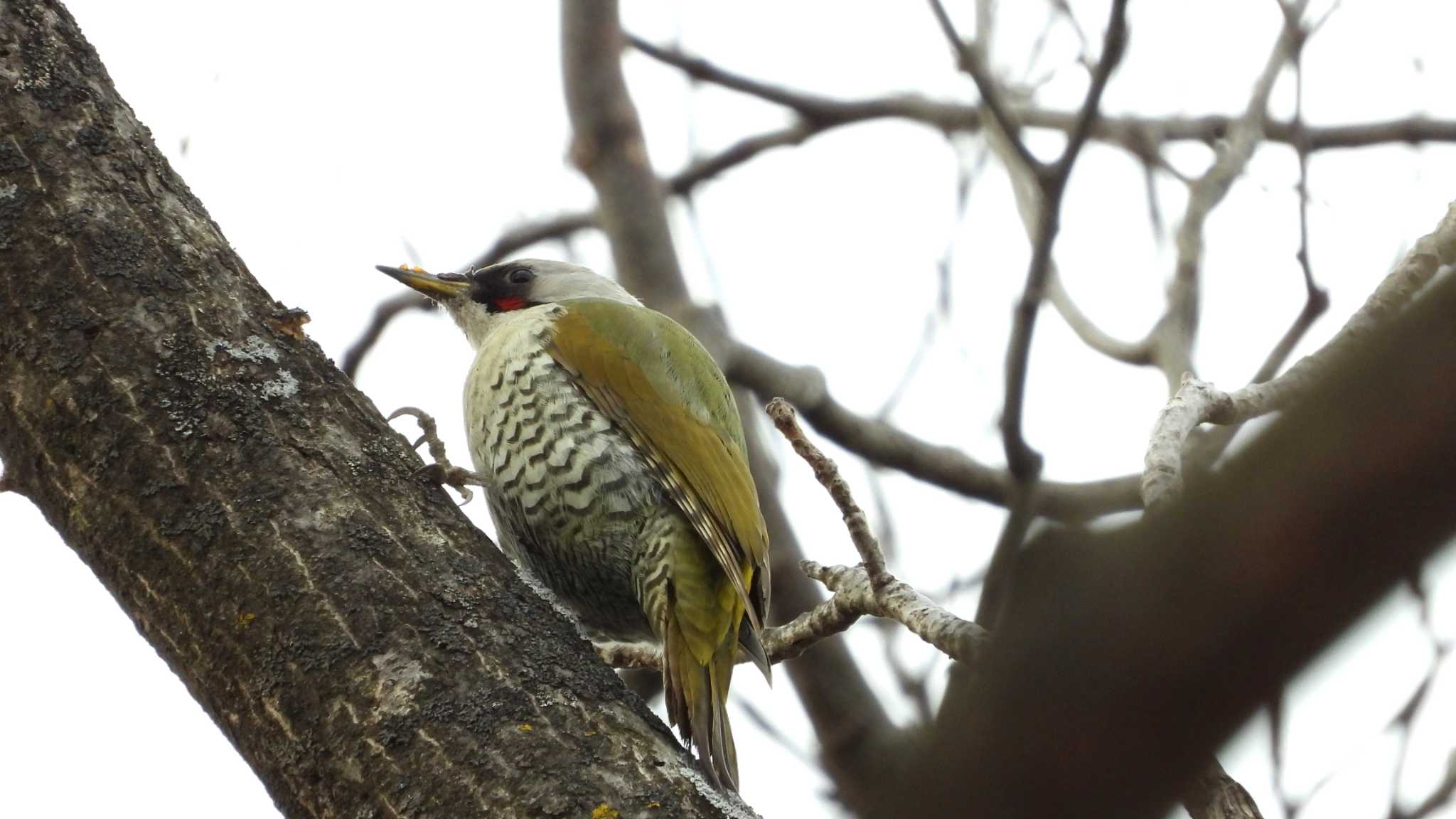 Photo of Japanese Green Woodpecker at 八戸公園(青森県八戸市) by 緑の風