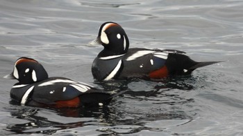 Harlequin Duck 蕪島(青森県) Sat, 1/20/2024