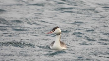 カンムリカイツブリ 蕪島(青森県) 2024年1月27日(土)