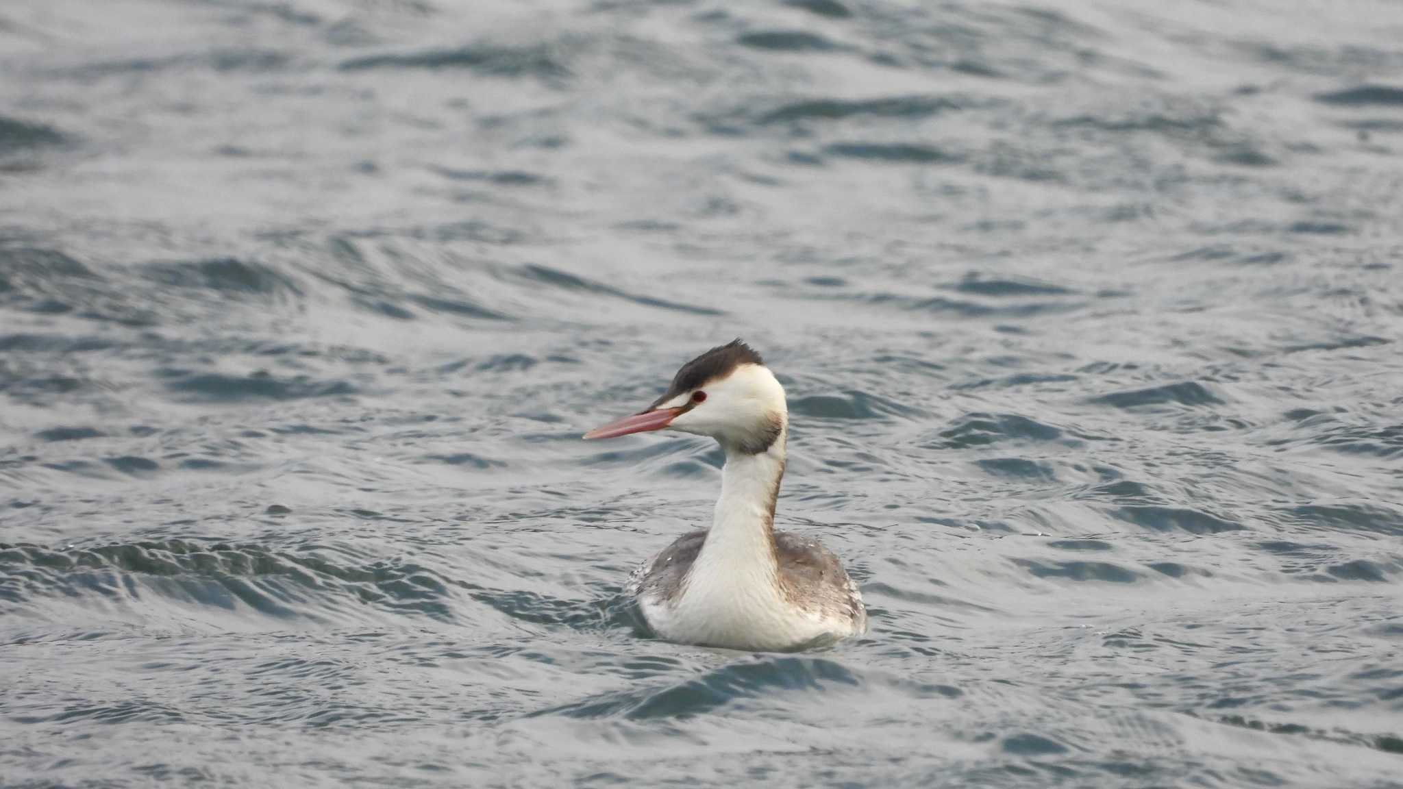 Photo of Great Crested Grebe at 蕪島(青森県) by 緑の風