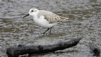 Sat, 1/27/2024 Birding report at 蕪島(青森県)