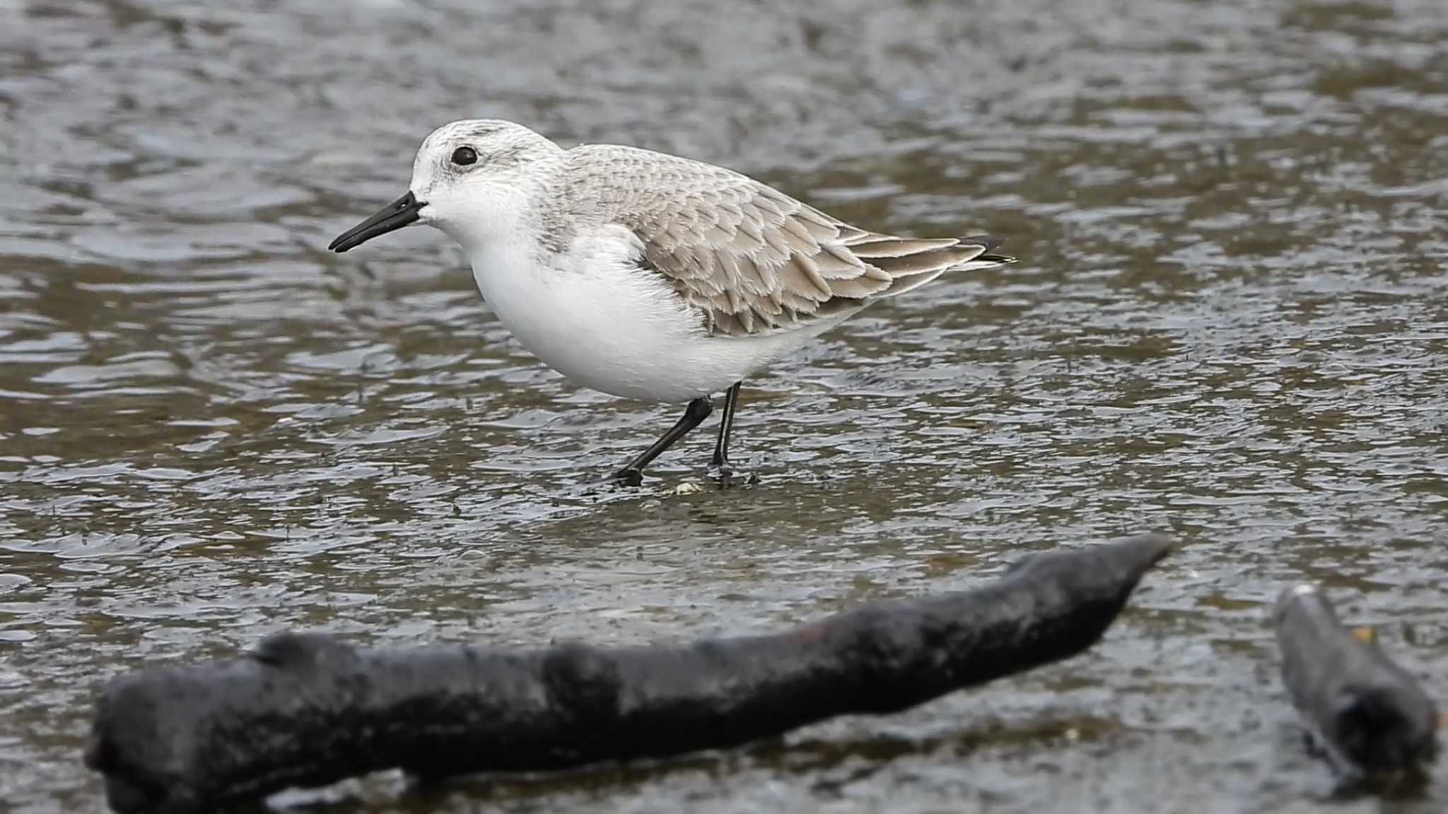 Sanderling