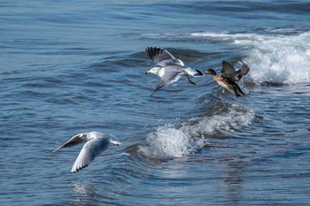 ウミネコ 魚住海岸 2018年11月24日(土)