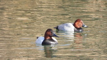 Sun, 1/28/2024 Birding report at 馬淵川河川敷(八戸市八幡地区)