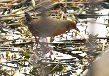 Ruddy-breasted Crake Teganuma Sat, 3/2/2024