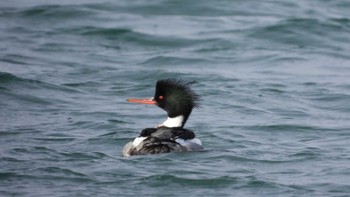 Red-breasted Merganser 蕪島(青森県) Sat, 2/3/2024