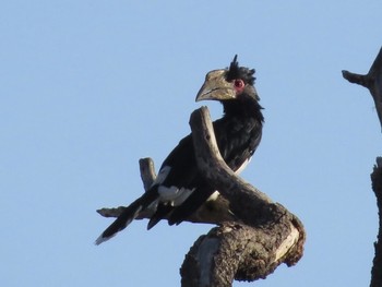 Trumpeter Hornbill