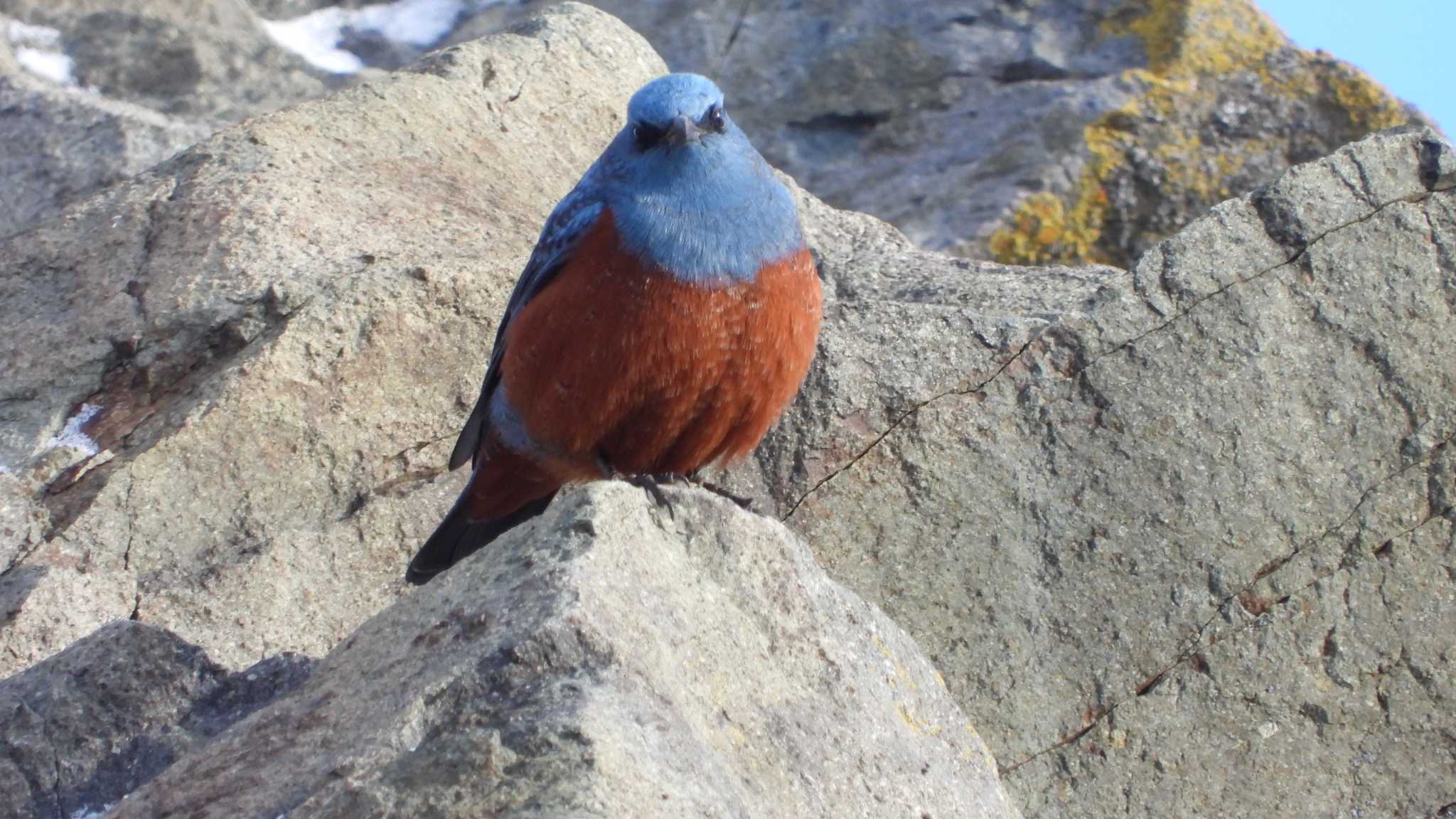 Photo of Blue Rock Thrush at 蕪島(青森県) by 緑の風