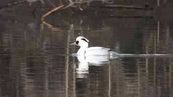 Sat, 2/10/2024 Birding report at 八戸市史跡根城の広場及び馬淵川河川敷