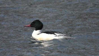 Common Merganser 八戸市史跡根城の広場及び馬淵川河川敷 Sat, 2/10/2024