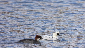 Sun, 2/11/2024 Birding report at 夏井川河口(岩手県久慈市)