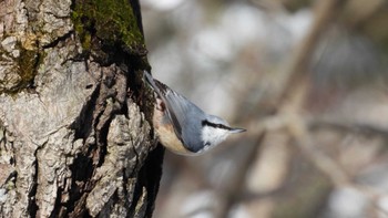 Sat, 2/17/2024 Birding report at 八戸公園(青森県八戸市)