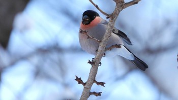 ウソ 八戸公園(青森県八戸市) 2024年2月17日(土)