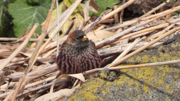 2024年2月3日(土) 蕪島(青森県)の野鳥観察記録