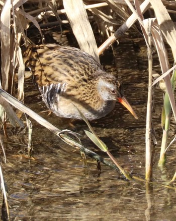 Brown-cheeked Rail 大根川 Sun, 3/3/2024