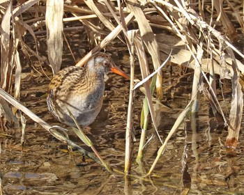 Brown-cheeked Rail 大根川 Sun, 3/3/2024