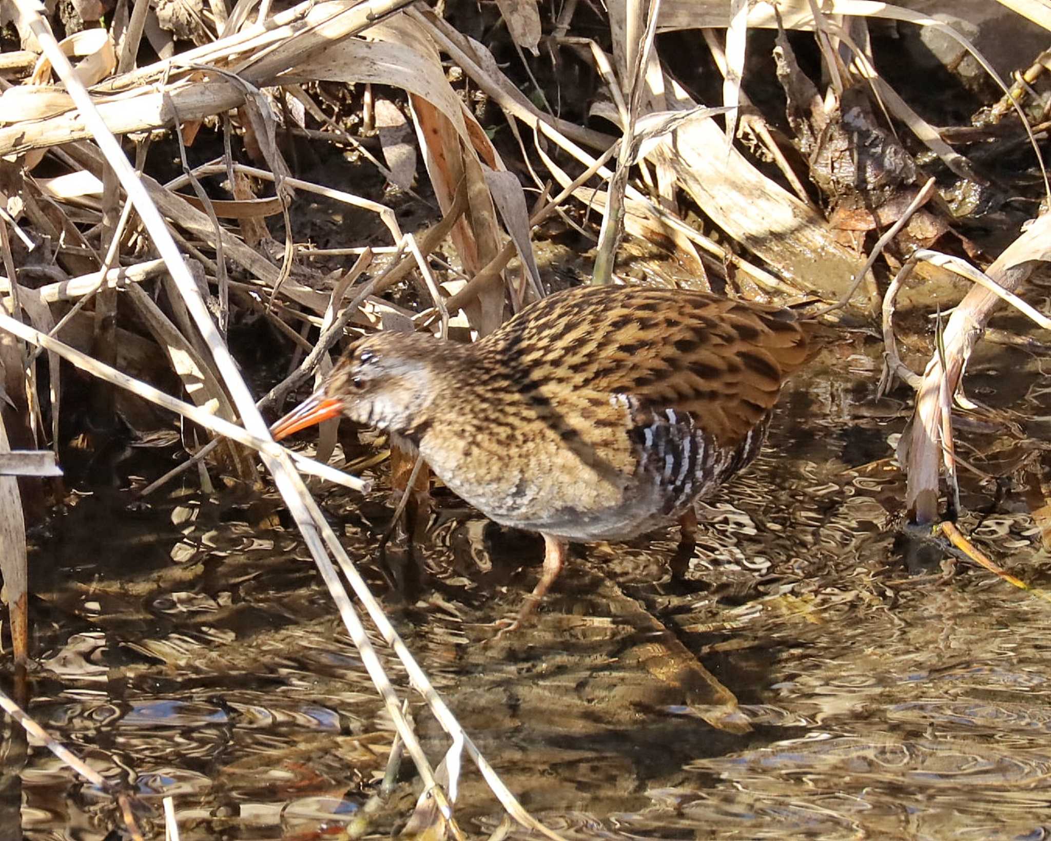 Photo of Brown-cheeked Rail at 大根川 by ruri