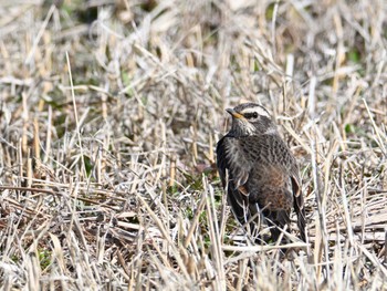 2024年3月3日(日) 平城宮跡の野鳥観察記録