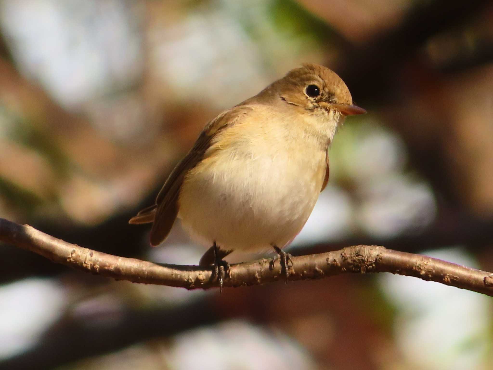 Red-breasted Flycatcher