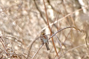 Yellow-throated Bunting Unknown Spots Sun, 3/3/2024