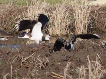 Northern Lapwing 京都 Sun, 3/3/2024