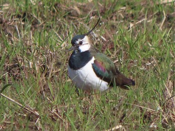 Northern Lapwing 京都 Sun, 3/3/2024