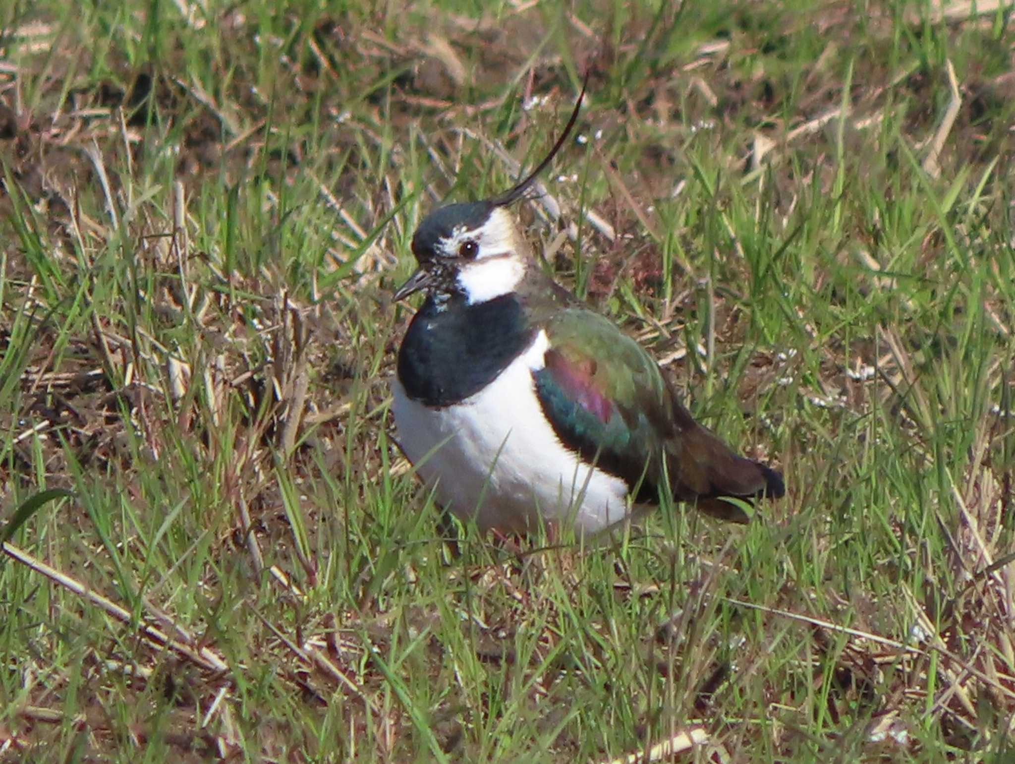 Northern Lapwing